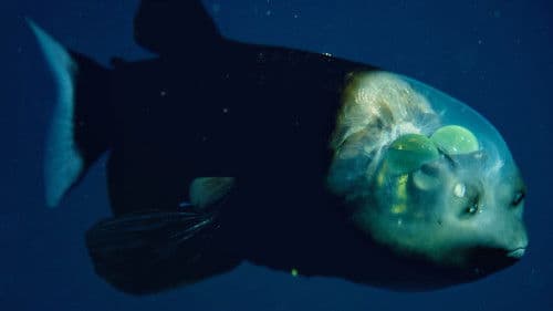 World's Weirdest: Extreme Body Parts Bild 4