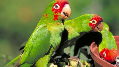 The Wild Parrots of Telegraph Hill Bild 2