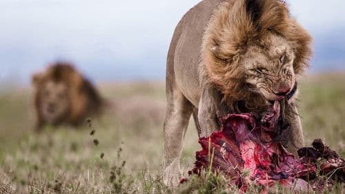 Lion Feeding Frenzy Bild 1