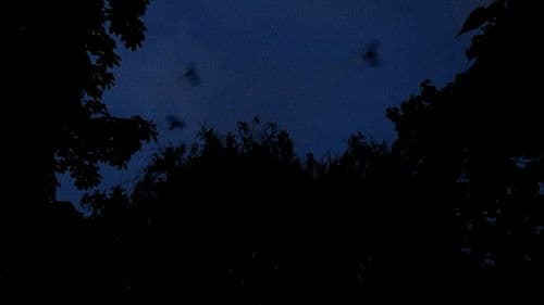 Les oiseaux de l'Est Bild 2