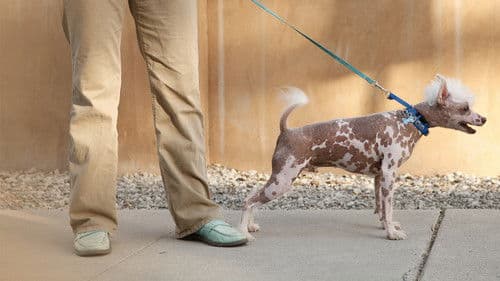 Zweite Chance für Hunde Bild 7