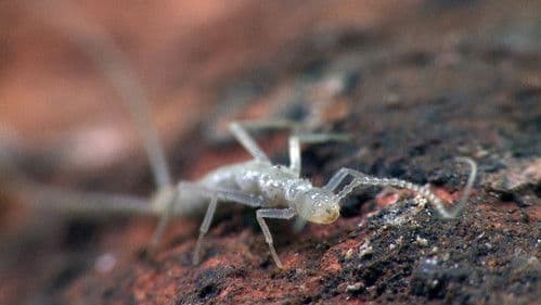 Voyage sous nos pieds Bild 3