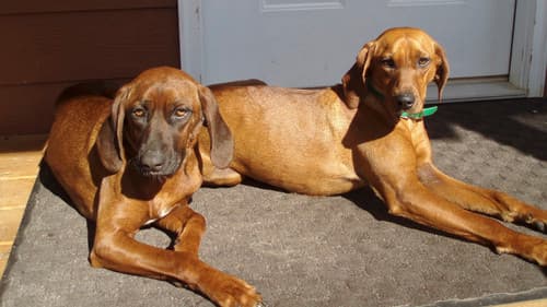 Wo der rote Farn wächst Bild 6