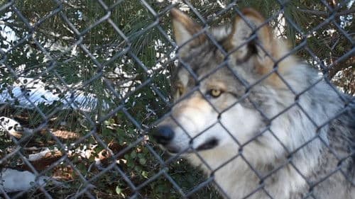 The First Canines Bild 3