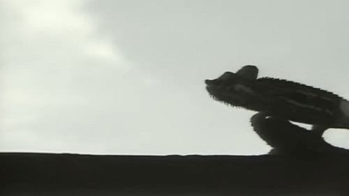 アフリカ動物パズル Bild 6