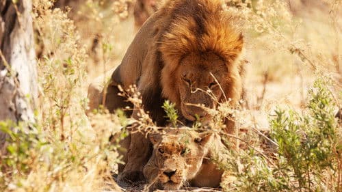 Wildes Botswana Bild 5