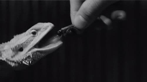 Electric Dragon 80.000 Volt Bild 6