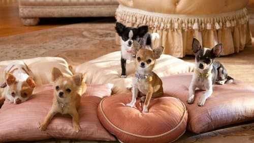 Beverly Hills Chihuahua 2 Bild 1