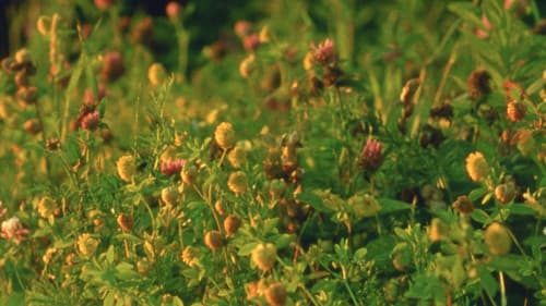 Small Mountains Bild 1