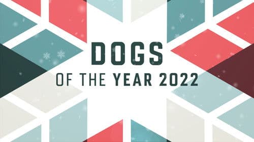 Dogs of the Year Bild 2