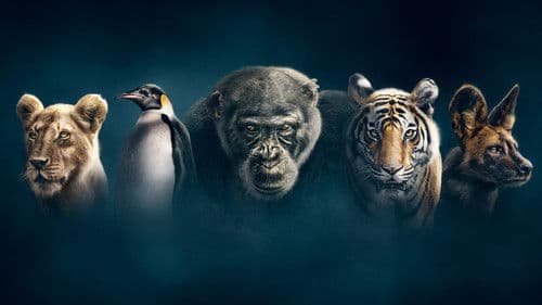 Wilde Dynastien: Die Clans der Tiere Bild 6