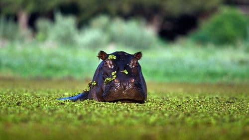 Hidden Habitats Bild 1