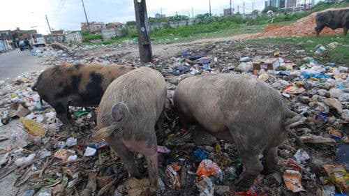 Insel der Blumen Bild 4