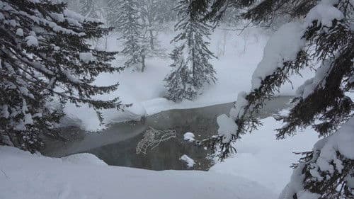 Do you hear the wind in the pine trees? Bild 1