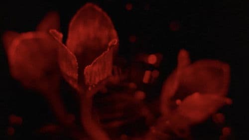 銀座ネオン街　女の絶頂 Bild 6