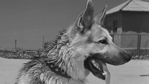 Polizeihund Muchtar Bild 2