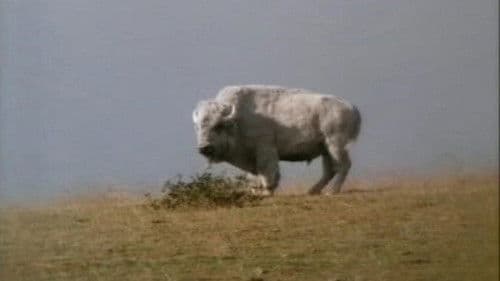 Das Geheimnis des weißen Büffels Bild 1