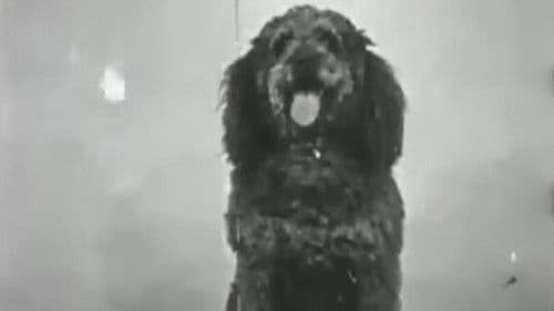 Course à la saucisse Bild 1