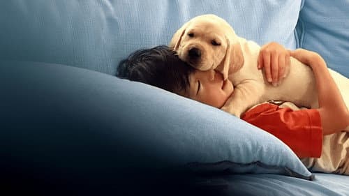 Pets Bild 7