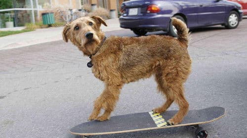 Rexx, der Feuerwehrhund Bild 3