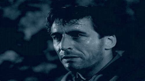 Wolf unter Wölfen Bild 3