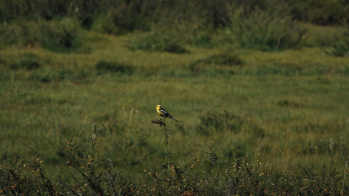 Jylkychy chymchyk Bild 1