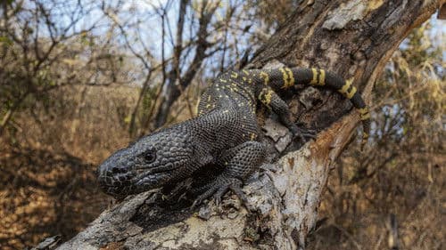 Wildes Mittelamerika Bild 3