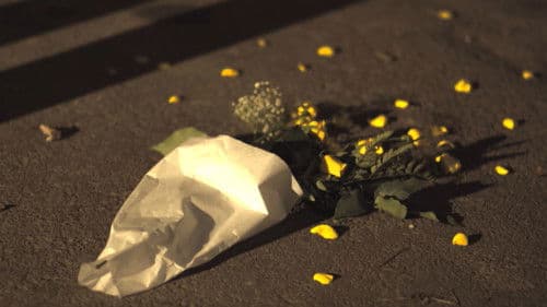 Flowers for Norma Bild 3