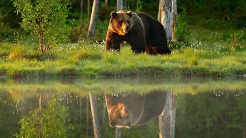 Tiere wie wir Bild 1