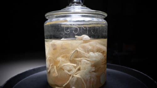 The Man Who Stole Einstein's Brain Bild 1