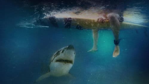 Nach dem Biss: Die Folgen eines Haiangriffs Bild 5