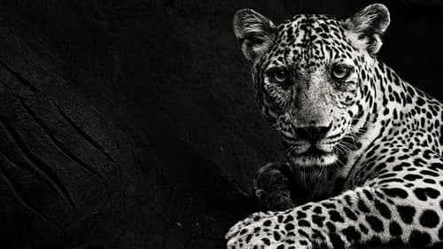 Der Jaguar – Herrscher des Dschungels Bild 1