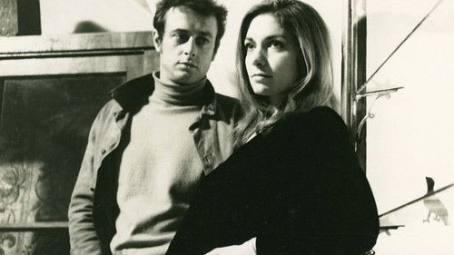 Moos auf den Steinen Bild 1