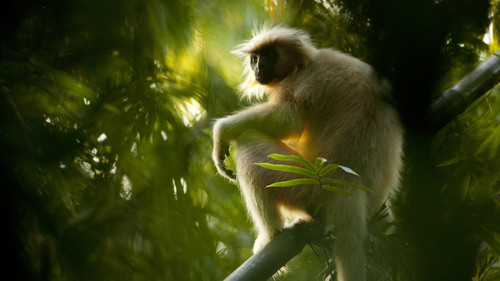 Secrets of Wild India Bild 6