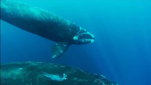 El Encanto de las Ballenas Bild 1