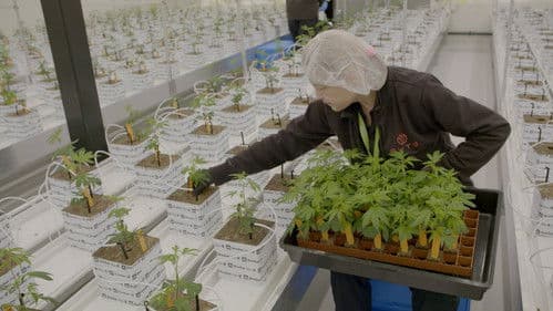 Legale wiet 2 Bild 1