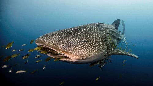 Le long voyage d'un requin-baleine Bild 1