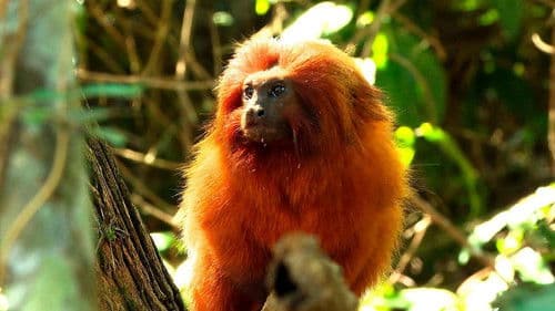 Retrospectiva 2020: Edição Globoplay Bild 1