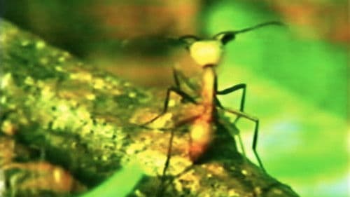 A Thousand Million Million Ants Bild 1