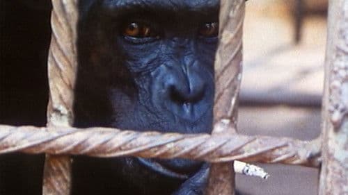 Echos aus einem düsteren Reich Bild 2