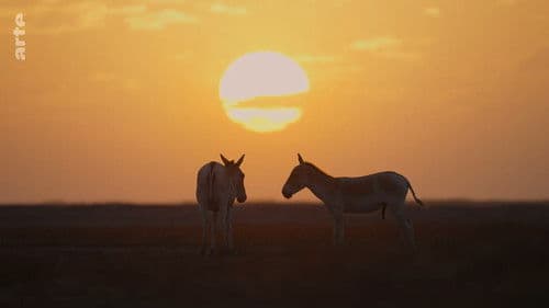 Wildes Indien Bild 6