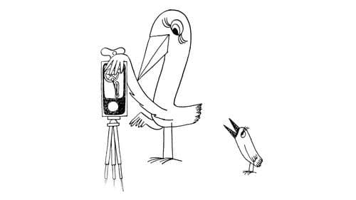 Ptáci Koháci Bild 1