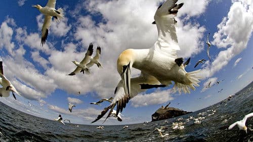 Die fantastische Reise der Vögel Bild 4