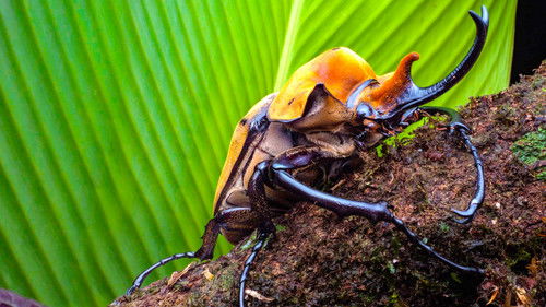 Das echte große Krabbeln Bild 5