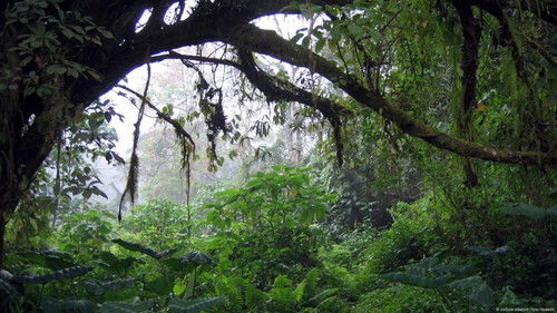 Song from the Forest Bild 2