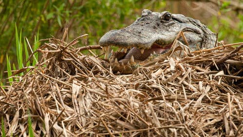 Raubtiere hautnah Bild 6