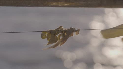 세 가지 안부 Bild 1