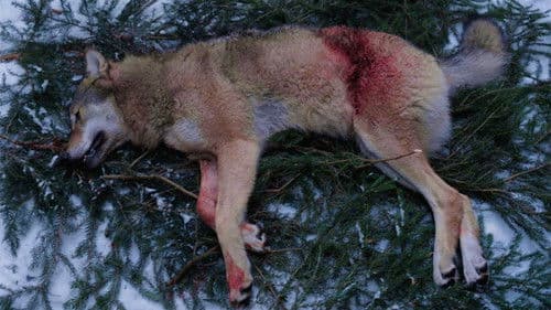 Leif GW och vargen Bild 1