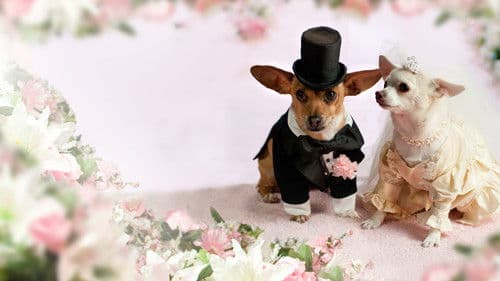 Beverly Hills Chihuahua 2 Bild 5