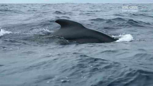 Ireland's Deep Atlantic Bild 3